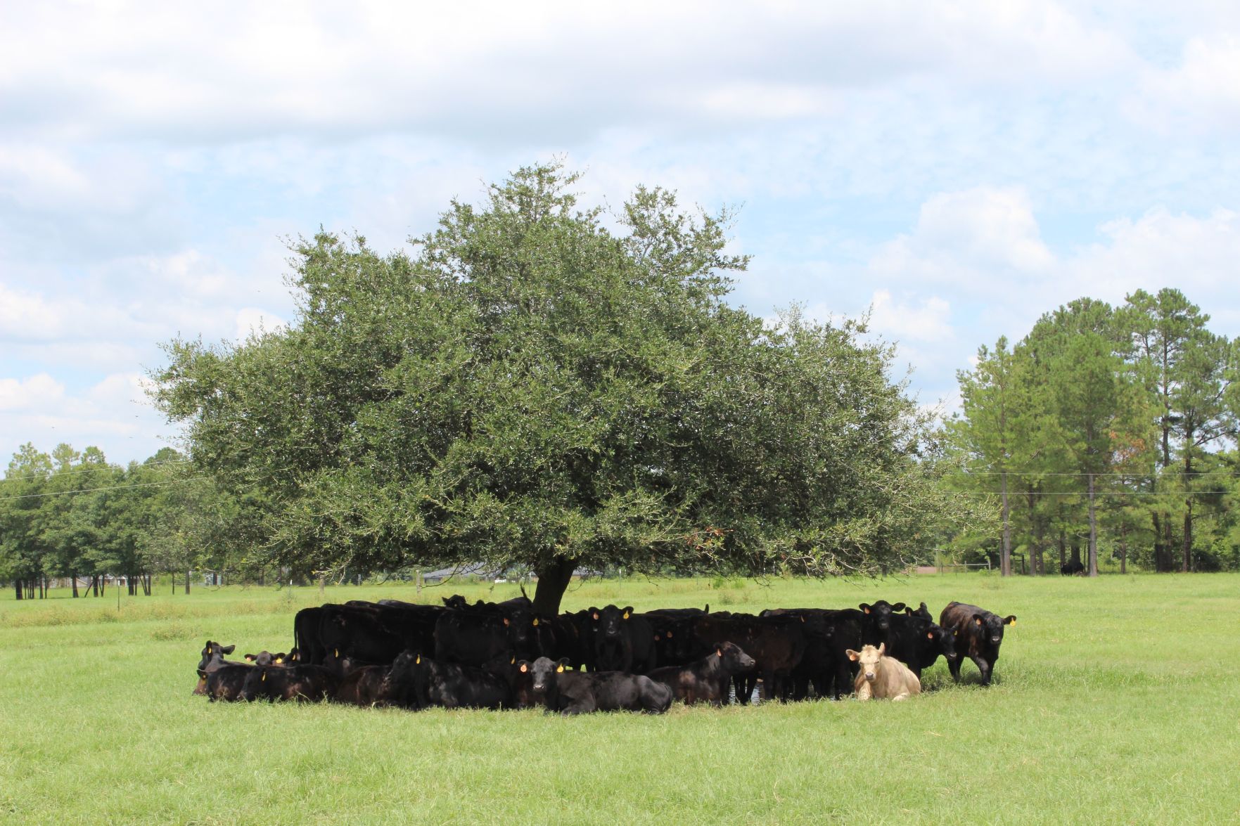 Grass Fed Beef